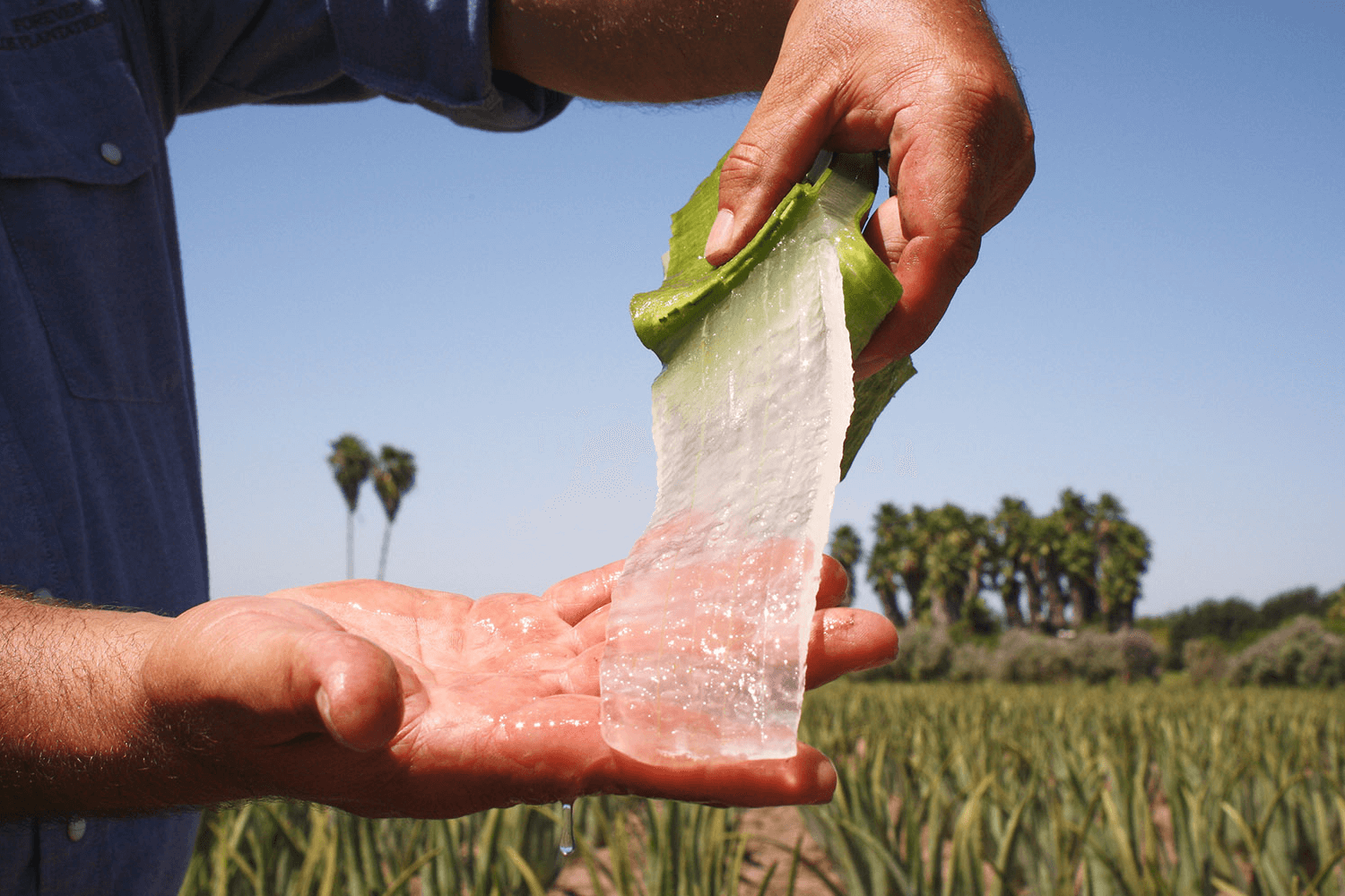 Forever Living’s best-selling Aloe vera drink contains up to 99.7% pure Aloe vera gel from the inner fillet of hand-picked leaves for the highest quality.